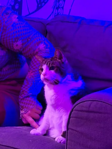 Katze sitzt am Set des Films „Crisis“ zwischen Filmtechnik und Requisiten, im Hintergrund ist das Filmteam zu sehen